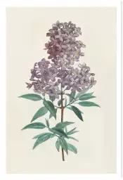 Gravure de lilas vintage - tableau fleur