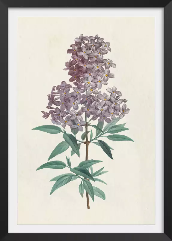 Gravure de lilas vintage - tableau fleur