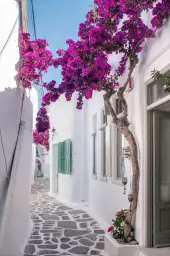 Bougainvilliers - Paysage de Grèce