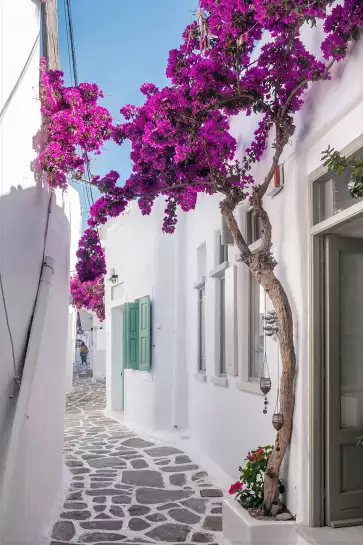 Bougainvilliers - Paysage de Grèce