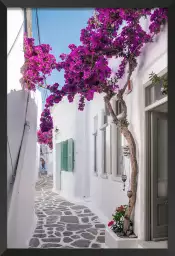 Bougainvilliers - Paysage de Grèce