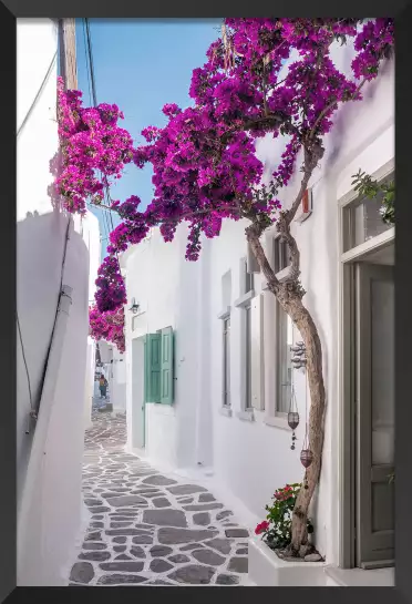 Bougainvilliers - Paysage de Grèce