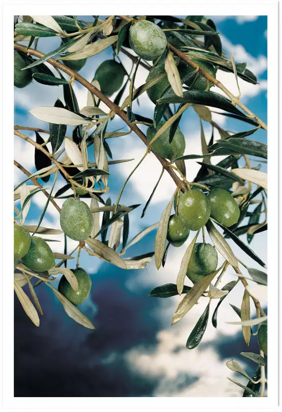 Kalamata, olivier grec - grece paysage