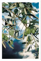 Kalamata, olivier grec - grece paysage