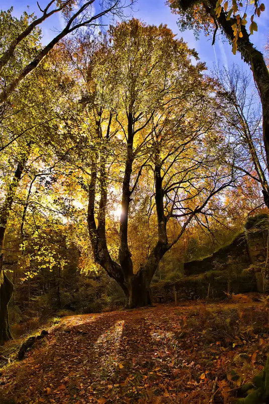 La montagne des 3 couronnes - paysage de foret