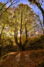 La montagne des 3 couronnes - paysage de foret