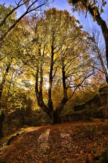 La montagne des 3 couronnes - paysage de foret