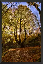 La montagne des 3 couronnes - paysage de foret