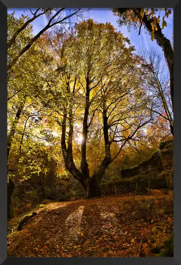 La montagne des 3 couronnes - paysage de foret