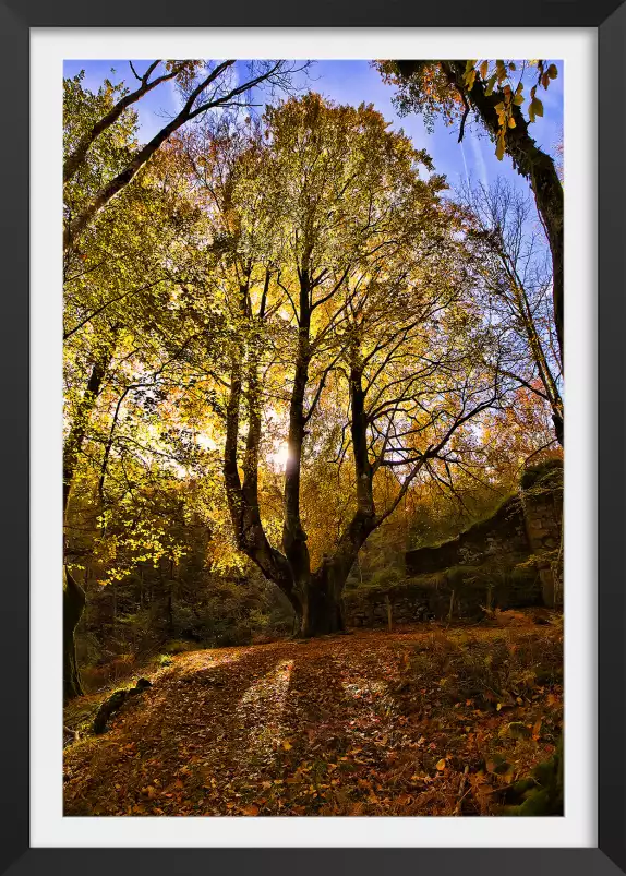 La montagne des 3 couronnes - paysage de foret