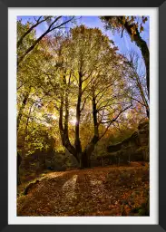 La montagne des 3 couronnes - paysage de foret