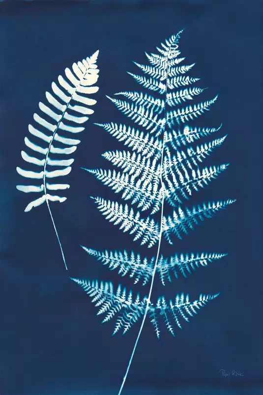 Duo fougères cyanotype - feuille graphique