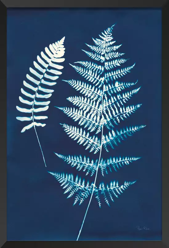 Duo fougères cyanotype - feuille graphique