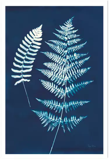 Duo fougères cyanotype - feuille graphique