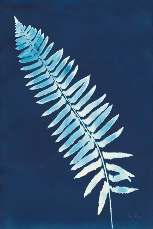 Cyanotype - feuille graphique