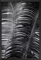 Sun palm - poster plantes