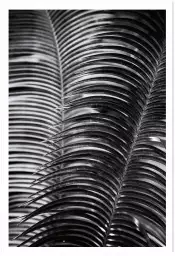 Sun palm - poster plantes