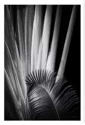 Marbella palm - poster plantes
