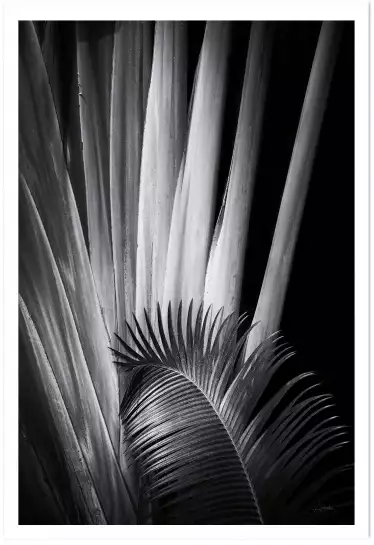 Marbella palm - poster plantes