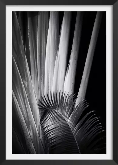 Marbella palm - poster plantes