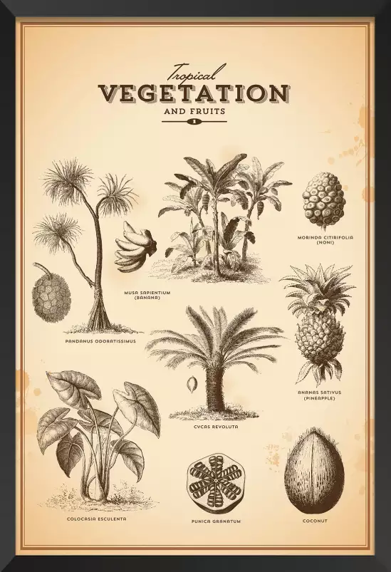 Vegetation tropicale - affiche vintage