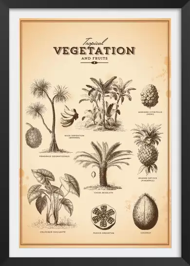 Vegetation tropicale - affiche vintage