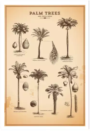 Herbier tropical - affiche vintage