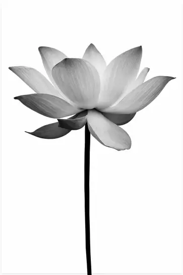 Lotus pale - tableau fleur