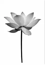 Lotus pale - tableau fleur