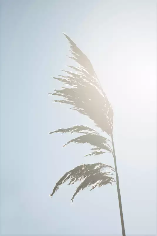 Céréale au matin - poster plantes