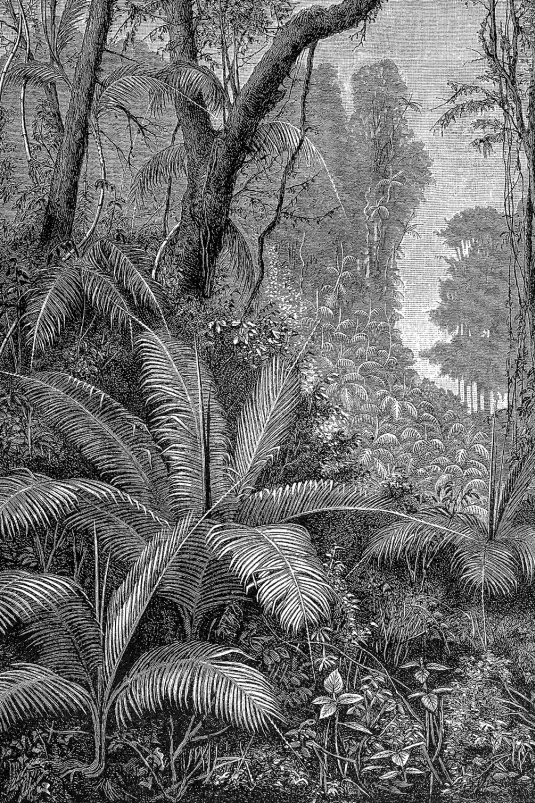 Gravure indienne - tableau jungle