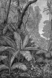 Gravure indienne - tableau jungle