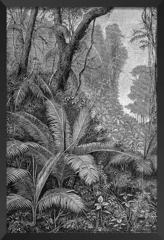 Gravure indienne - tableau jungle