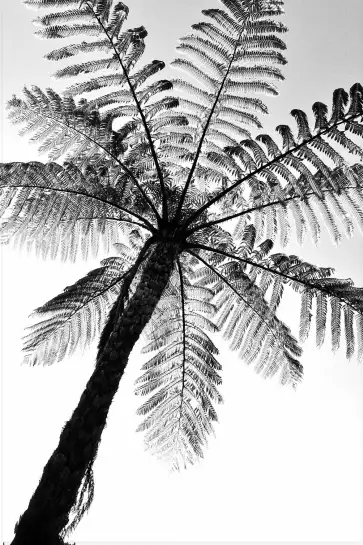 Palmier fougère - tableau feuillage exotique