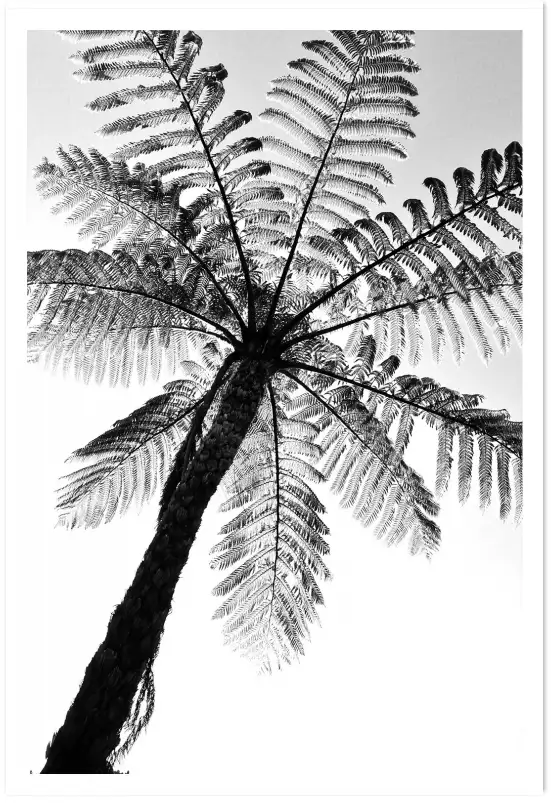 Palmier fougère - tableau feuillage exotique