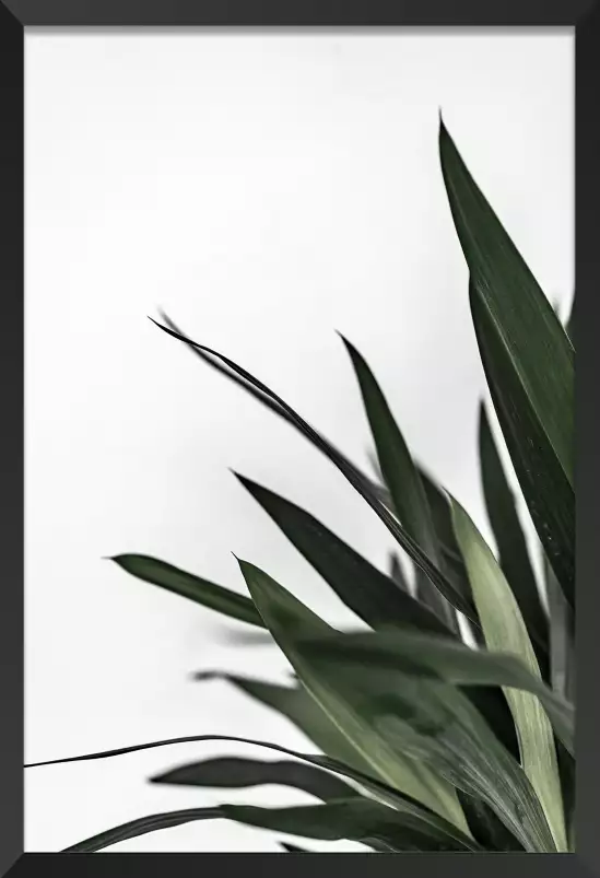 Yucca plante - tableau feuillage exotique