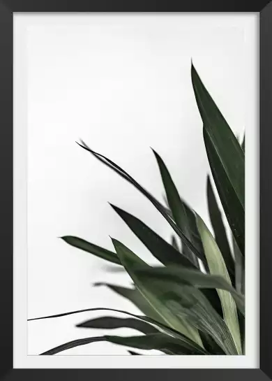 Yucca plante - tableau feuillage exotique