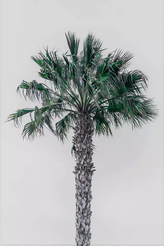 Coconut palm - tableau feuillage exotique