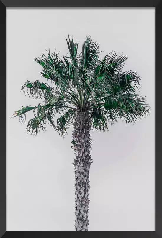 Coconut palm - tableau feuillage exotique