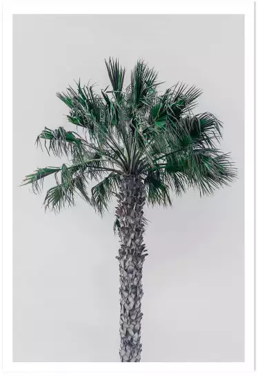 Coconut palm - tableau feuillage exotique