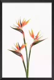 Oiseaux du Paradis - affiche fleurs