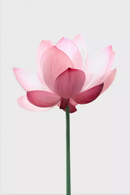 Lotus rose - poster zen