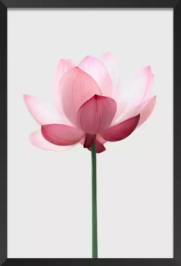 Lotus rose - poster zen