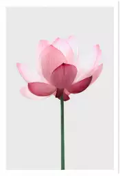 Lotus rose - poster zen