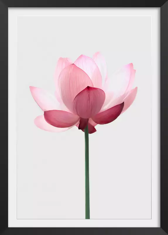 Lotus rose - poster zen