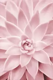 Succulente rose - poster cactus