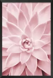 Succulente rose - poster cactus