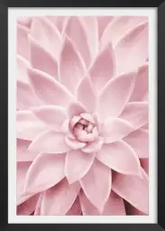 Succulente rose - poster cactus