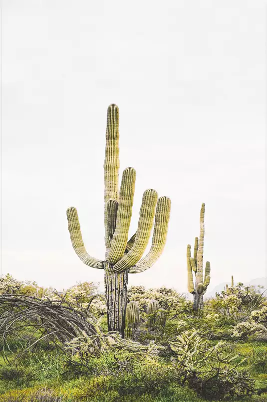 Cactus Saguaro - poster cactus