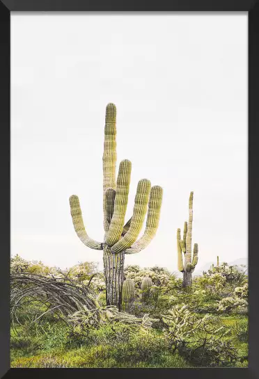 Cactus Saguaro - poster cactus